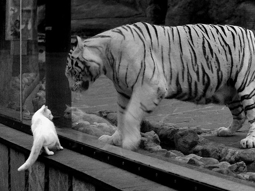 体育新闻中心推动体育视频内容自动生成技术,体育视频标题