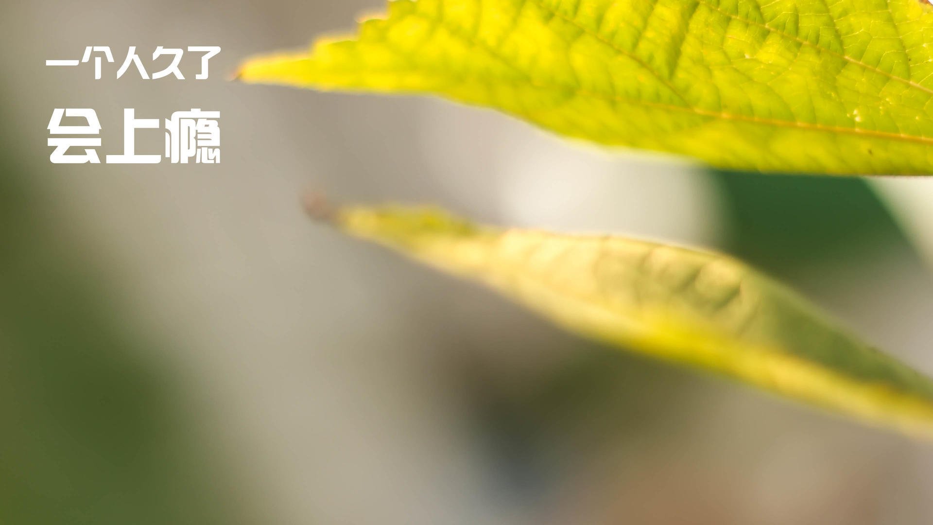 kaiyun体育综合-埃及队未来目标：通过全球化战略提升本土影响力，几乎埃及所有球迷