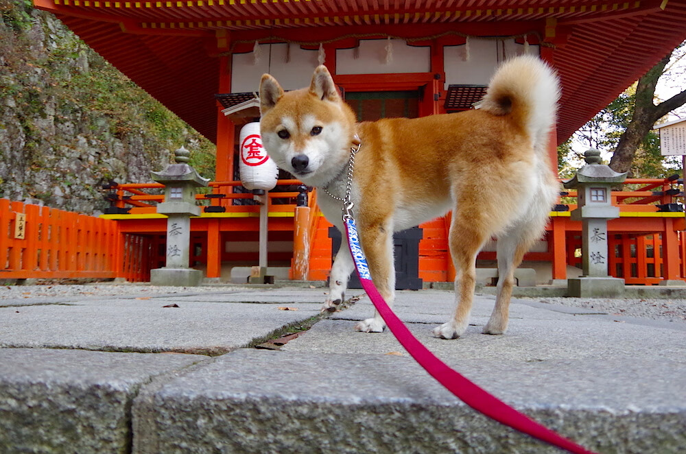 主帅赛前强调逆风局应变能力表示全队需保持绝对专注,主帅挑战规则