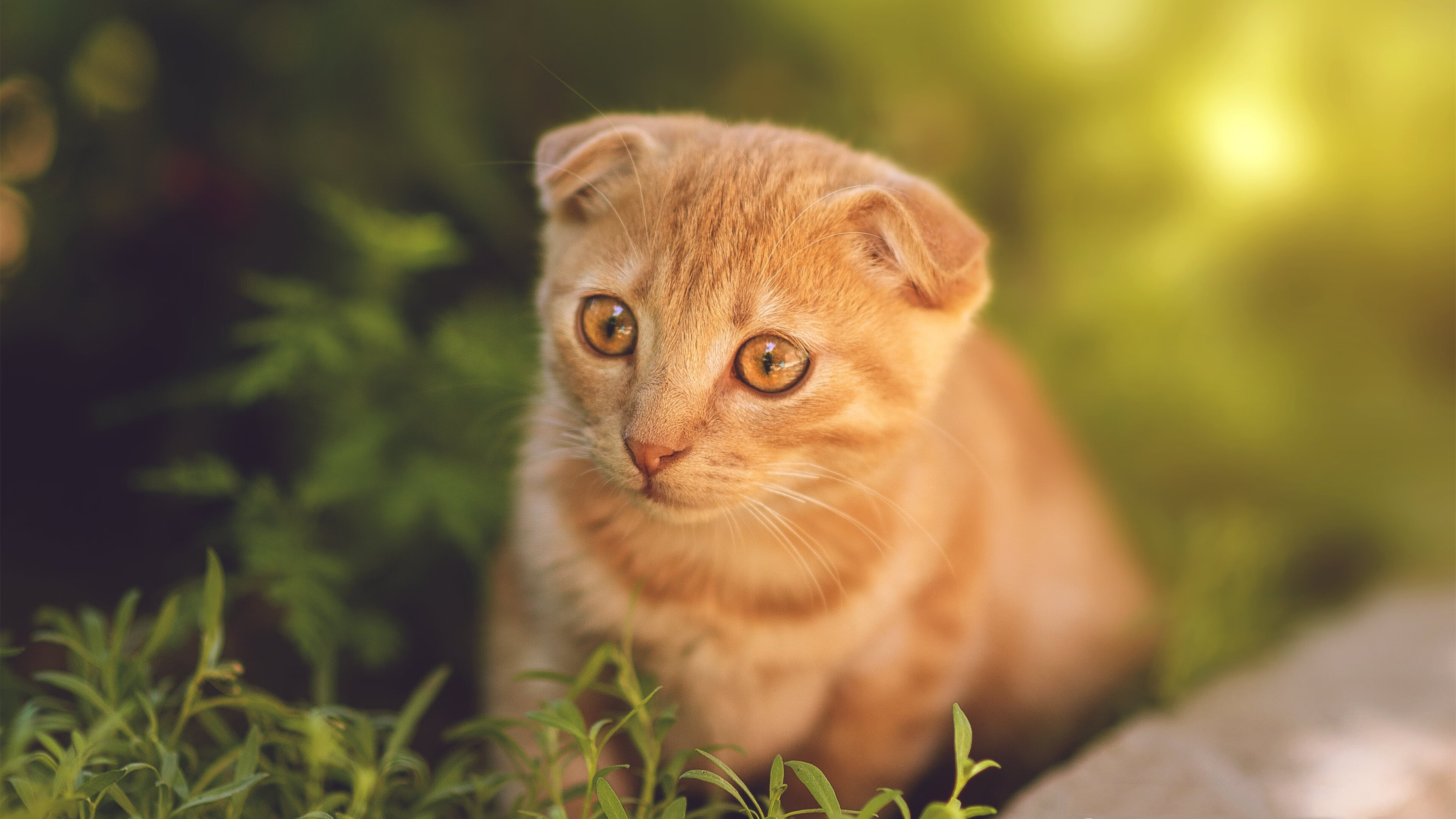 开云平台-体育文化节活动丰富助力全民健身，体育文化节活动简报