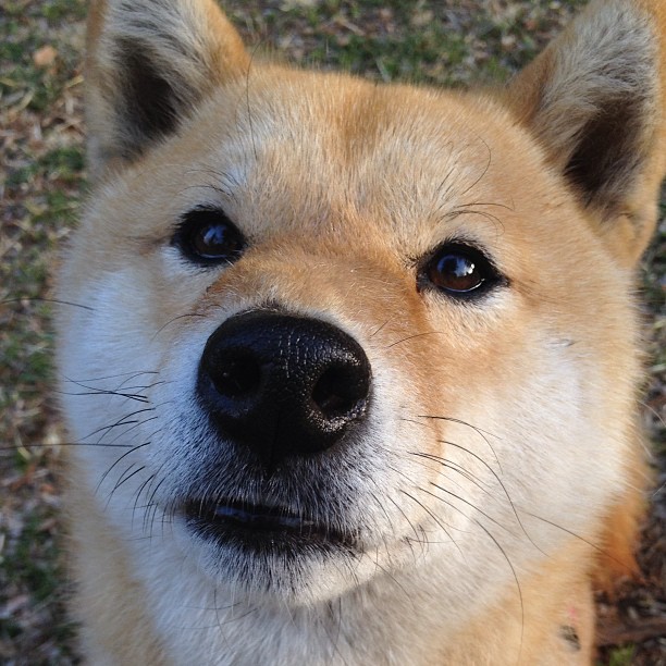 皮特·斯图斯的全能防守，成为南非队稳固基石，斯图尔特皮尔斯